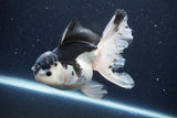 Thai Oranda  Panda 5.5 Inch (ID#1126To6c-104)