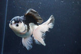 Thai Oranda  Panda 5.5 Inch (ID#1126To6c-104)