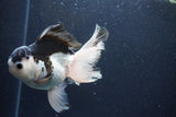 Thai Oranda  Panda 5.5 Inch (ID#1126To6c-104)