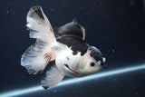 Thai Oranda  Panda 5.5 Inch (ID#1126To6c-104)