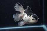 Thai Oranda  Panda 5.5 Inch (ID#1126To6c-104)