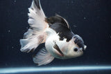 Thai Oranda  Panda 5.5 Inch (ID#1126To6c-104)