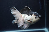 Thai Oranda  Panda 5.5 Inch (ID#1126To6c-104)