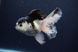 Thai Oranda  Panda 5.5 Inch (ID#1126To6c-104)