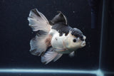 Thai Oranda  Panda 5.5 Inch (ID#1126To6c-104)