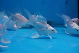 Short Body Platinum Koi 4 Inch (Assorted) Free2Day SHIPPING