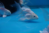 Short Body Platinum Koi 4 Inch (Assorted) Free2Day SHIPPING