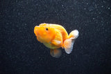 Ranchu  Red White 2.5 Inch (ID#1129R1c-2) Free2Day SHIPPING