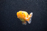 Ranchu  Red White 2.5 Inch (ID#1129R1c-2) Free2Day SHIPPING