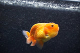 Ranchu  Red White 2.5 Inch (ID#1129R1c-2) Free2Day SHIPPING