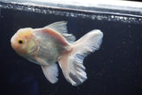 Thai Oranda  White 4.5 Inch (ID#1001R12c-100) Free2Day SHIPPING