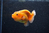 Ranchu  Red White 2.5 Inch (ID#1129R1c-2) Free2Day SHIPPING