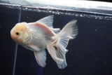 Thai Oranda  White 4.5 Inch (ID#1001R12c-100) Free2Day SHIPPING