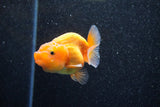 Ranchu  Red White 2.5 Inch (ID#1129R1c-2) Free2Day SHIPPING