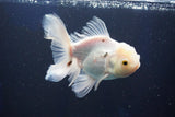 Thai Oranda  White 4.5 Inch (ID#1001R12c-100) Free2Day SHIPPING