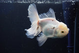 Thai Oranda  White 4.5 Inch (ID#1001R12c-100) Free2Day SHIPPING