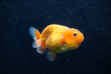 Ranchu  Red White 2.5 Inch (ID#1129R1c-2) Free2Day SHIPPING