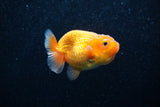 Ranchu  Red White 2.5 Inch (ID#1129R1c-2) Free2Day SHIPPING