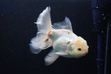 Thai Oranda  White 4.5 Inch (ID#1001R12c-100) Free2Day SHIPPING