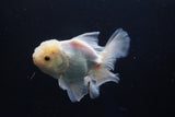 Thai Oranda  White 4.5 Inch (ID#1001R12c-100) Free2Day SHIPPING