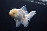 Thai Oranda  White 4.5 Inch (ID#1001R12c-100) Free2Day SHIPPING