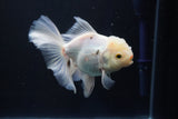 Thai Oranda  White 4.5 Inch (ID#1001R12c-100) Free2Day SHIPPING