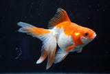 Ryukin Longtail Red White 4.5 Inch (ID#823Ry7b-6) Free2Day SHIPPING