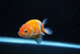 Ranchu  Sakura 3 Inch (ID#1129R1c-3) Free2Day SHIPPING