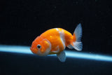 Ranchu  Sakura 3 Inch (ID#1129R1c-3) Free2Day SHIPPING