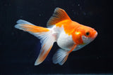 Ryukin Longtail Red White 4.5 Inch (ID#823Ry7b-6) Free2Day SHIPPING