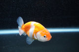 Ranchu  Sakura 3 Inch (ID#1129R1c-3) Free2Day SHIPPING