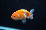 Ranchu  Sakura 3 Inch (ID#1129R1c-3) Free2Day SHIPPING