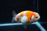 Ranchu  Calico 3.5 Inch (ID#1105R5c-95) Free2Day SHIPPING