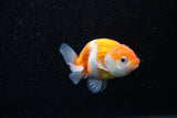 Ranchu  Sakura 3 Inch (ID#1129R1c-3) Free2Day SHIPPING