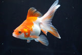 Ryukin Longtail Red White 4.5 Inch (ID#823Ry7b-6) Free2Day SHIPPING