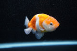 Ranchu  Sakura 3 Inch (ID#1129R1c-3) Free2Day SHIPPING