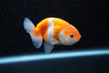 Ranchu  Sakura 3 Inch (ID#1129R1c-3) Free2Day SHIPPING