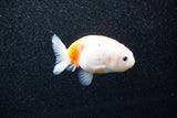 Ranchu  Sakura 2.5 Inch (ID#1129R1c-4) Free2Day SHIPPING