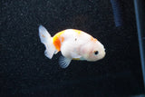 Ranchu  Sakura 2.5 Inch (ID#1129R1c-4) Free2Day SHIPPING