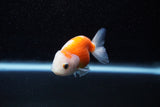 Ranchu  Sakura 2.5 Inch (ID#1129R1c-4) Free2Day SHIPPING