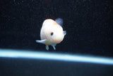 Ranchu  Sakura 2.5 Inch (ID#1129R1c-4) Free2Day SHIPPING