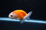 Ranchu  Sakura 2.5 Inch (ID#1129R1c-4) Free2Day SHIPPING