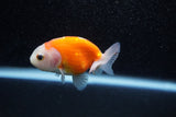 Ranchu  Sakura 2.5 Inch (ID#1129R1c-4) Free2Day SHIPPING