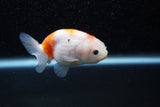 Ranchu  Sakura 2.5 Inch (ID#1129R1c-4) Free2Day SHIPPING