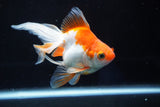 Ryukin Longtail Red White 5 Inch (ID#823Ry7b-8) Free2Day SHIPPING