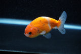 Ranchu  Calico 3 Inch (ID#1129R1c-5) Free2Day SHIPPING