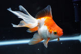 Ryukin Longtail Red White 5 Inch (ID#823Ry7b-8) Free2Day SHIPPING