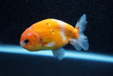 Ranchu  Calico 3 Inch (ID#1129R1c-5) Free2Day SHIPPING