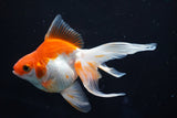 Ryukin Longtail Red White 5 Inch (ID#823Ry7b-8) Free2Day SHIPPING