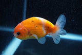 Ranchu  Calico 3 Inch (ID#1129R1c-5) Free2Day SHIPPING